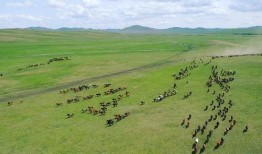 青草原在线观看,在线观看，感受自然之美